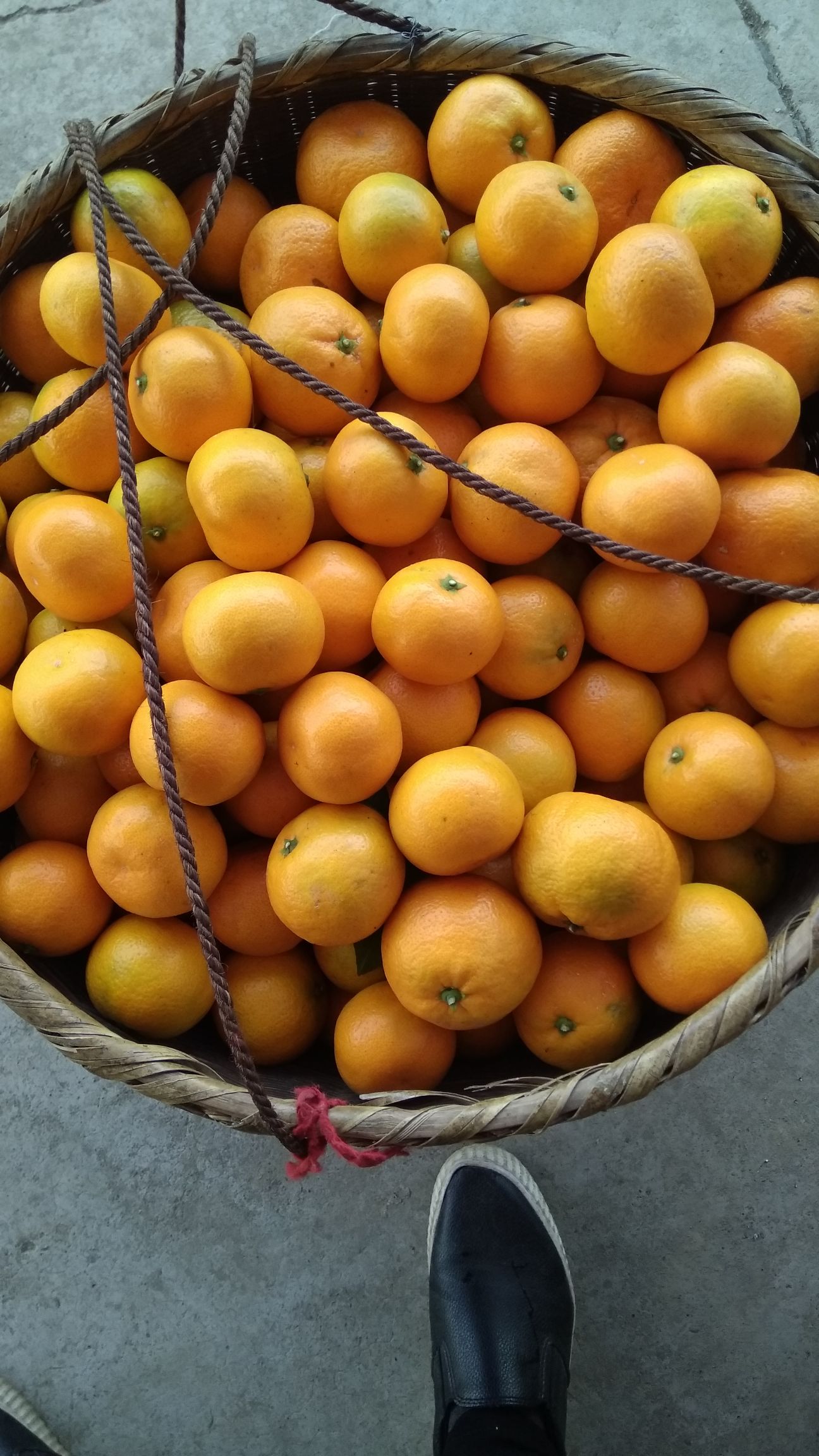石门蜜橘 5.5 - 6cm 1.5 - 2两
