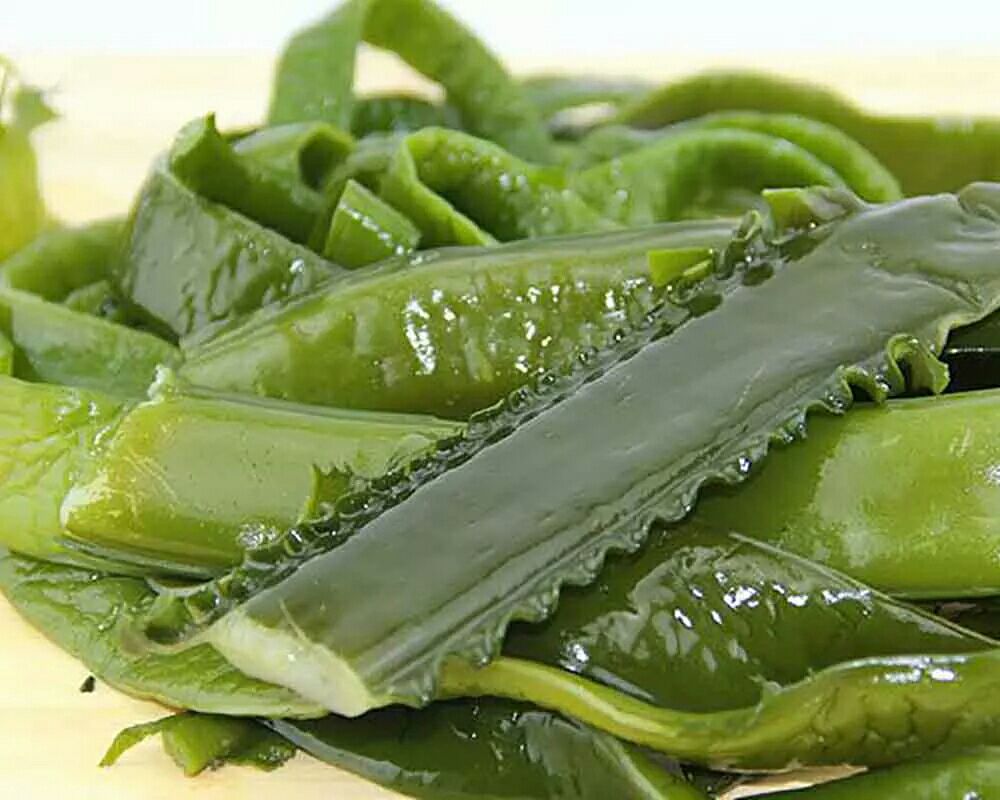 东海海白菜