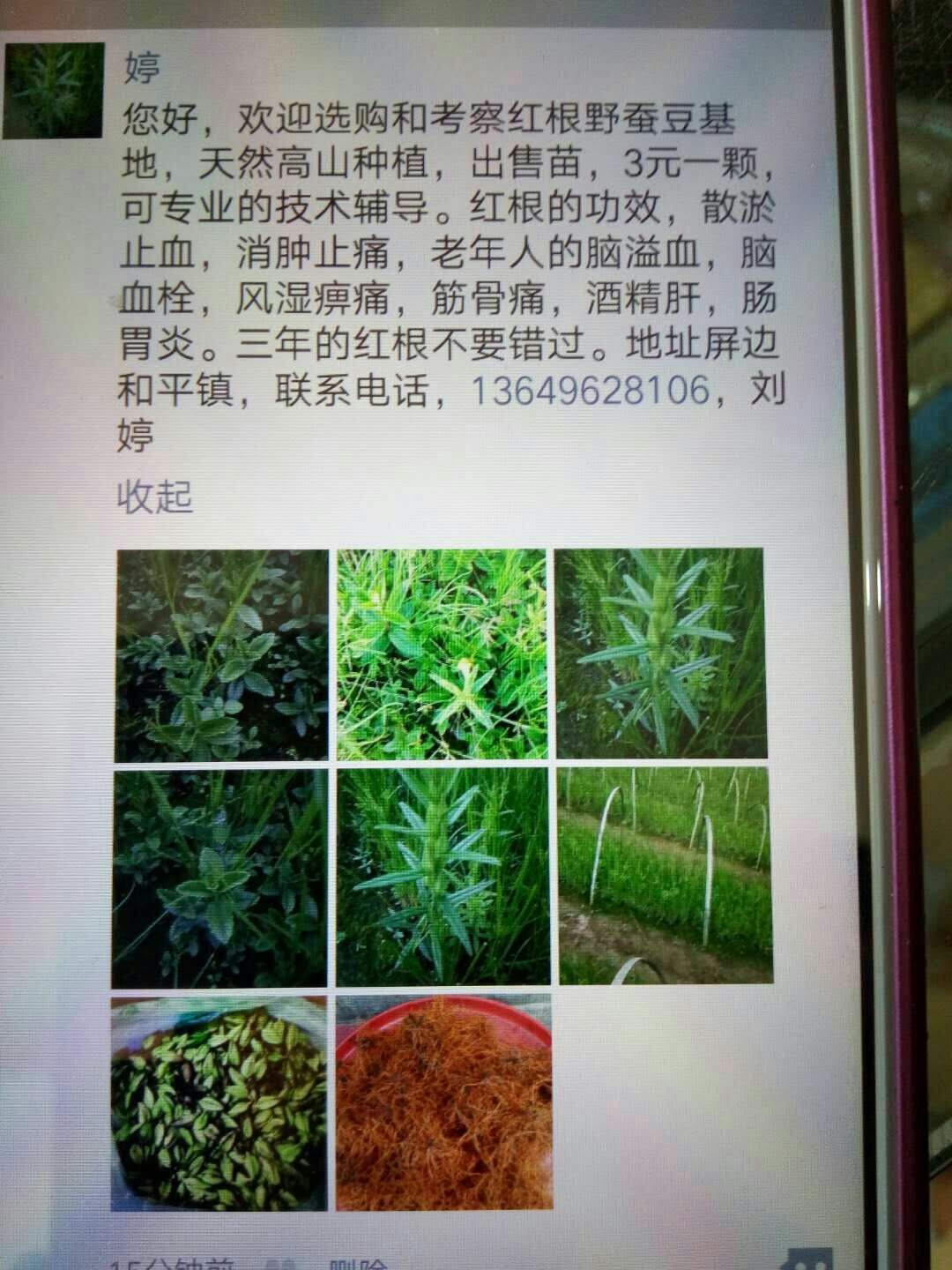 红根野蚕豆种子