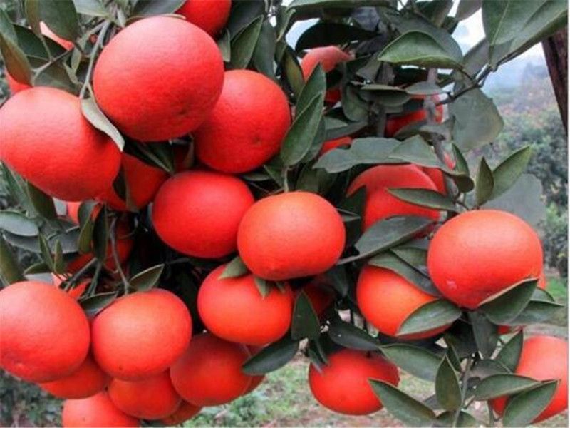 广西壮族自治区贺州市富川瑶族自治县东方红柑