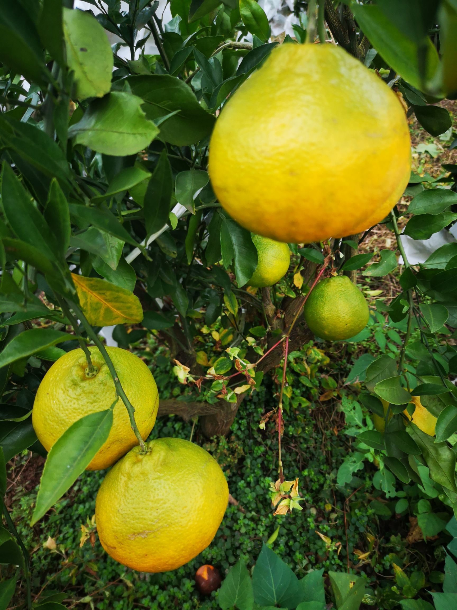 湖北宜昌市当阳市耙耙柑最新产地行情趋势|产