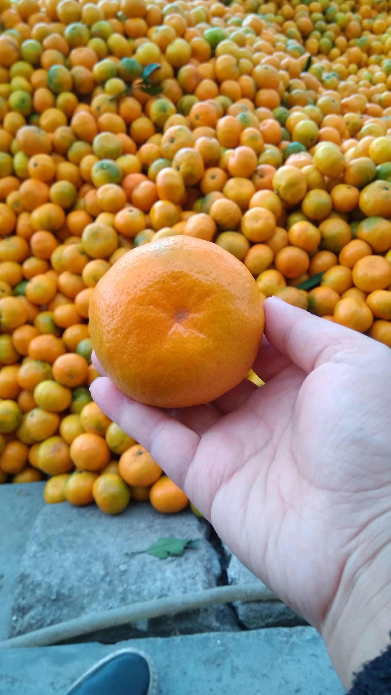 石门蜜橘 5.5 - 6cm 1.5 - 2两