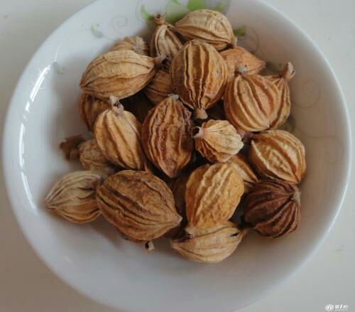 【砂仁批发】砂仁价格15元\/斤 1斤起批