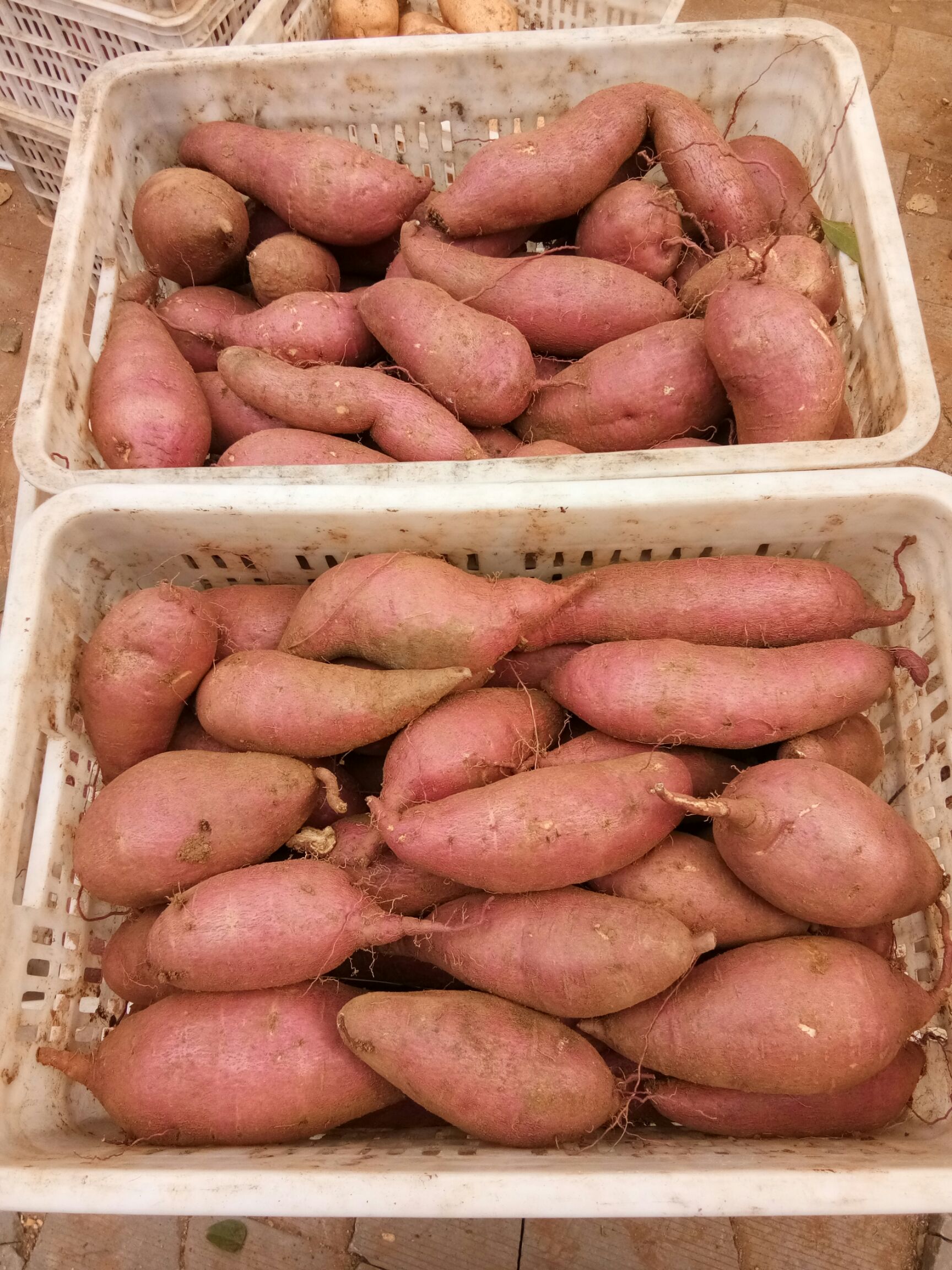 北京553红薯 黄皮 6两~1斤