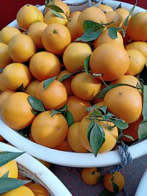 爱媛38号柑桔 3.5 - 4cm 3两以上