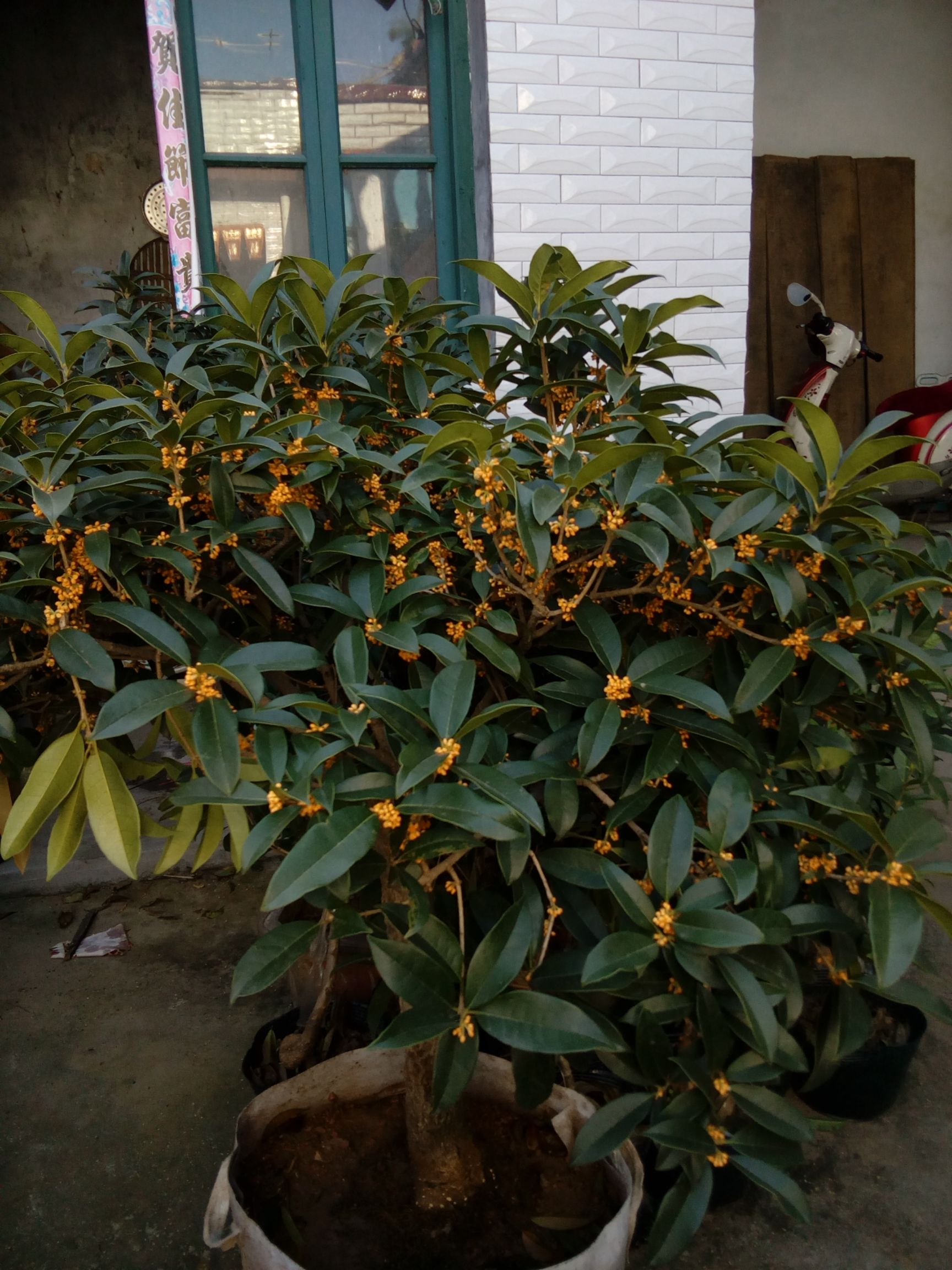 黄金桂花树