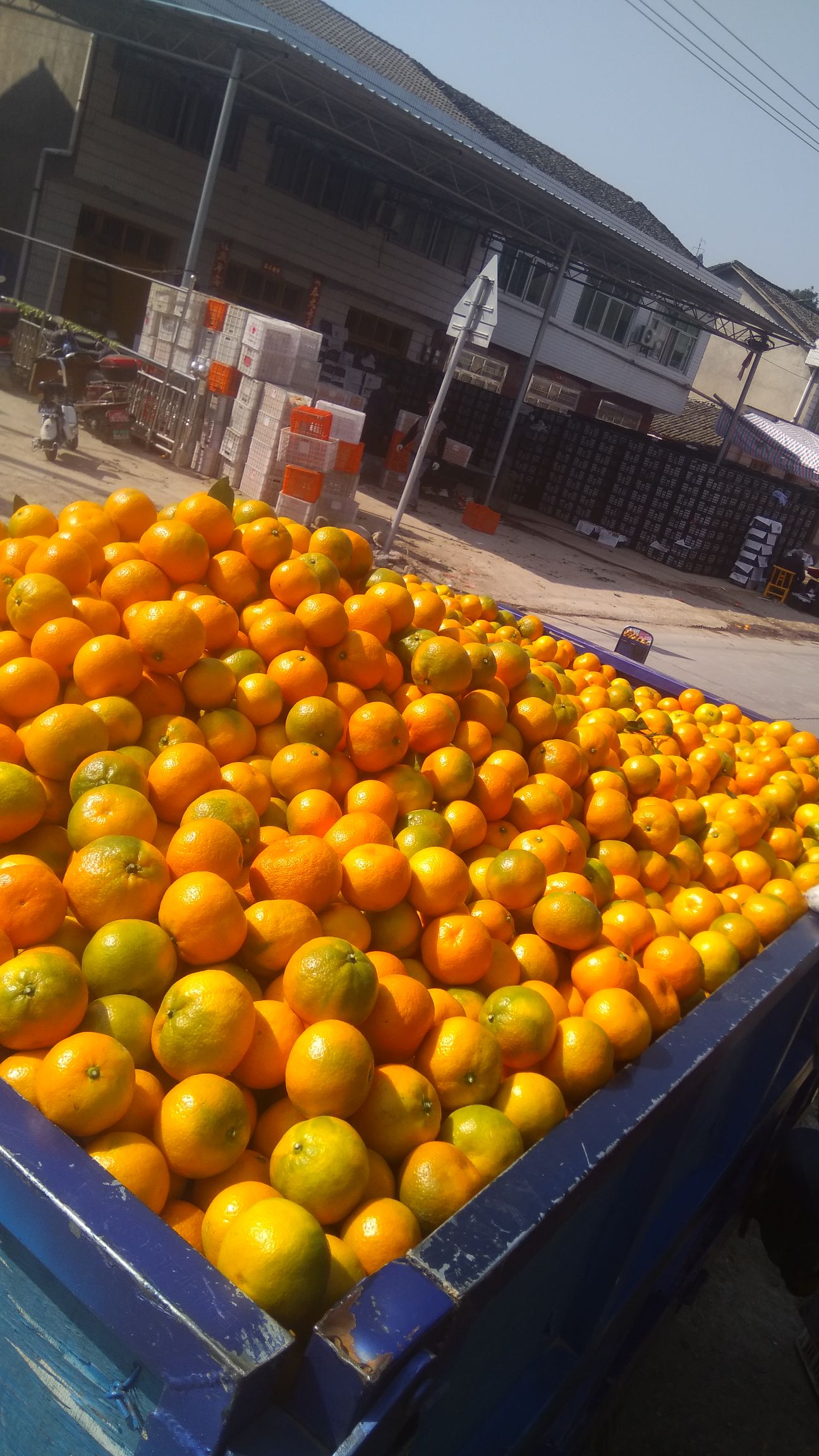 湖南长沙市岳麓区石门蜜橘最新产地行情趋势|
