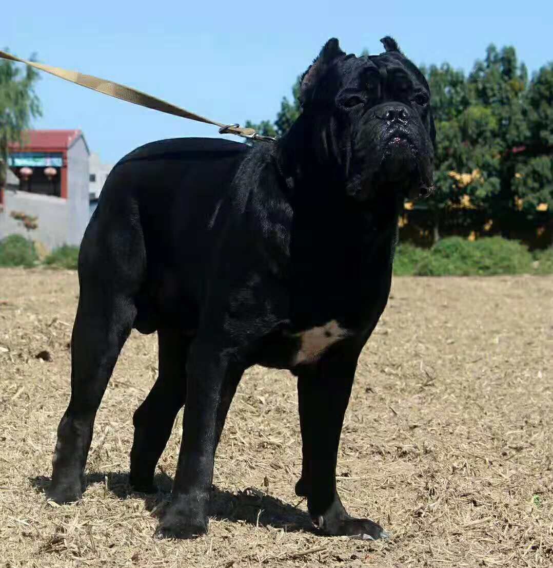 惠农网 狗 杜高犬 手机预览