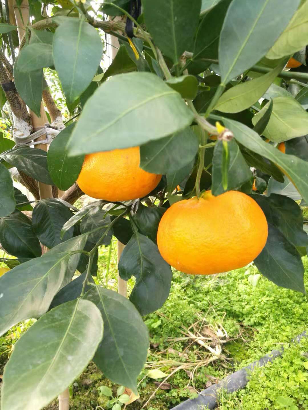 甘平柑橘苗 嫁接苗 0.5~1米