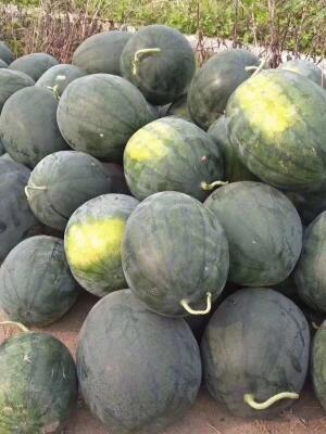 纸箱西瓜批发_纸箱西瓜供应_纸箱西瓜价格