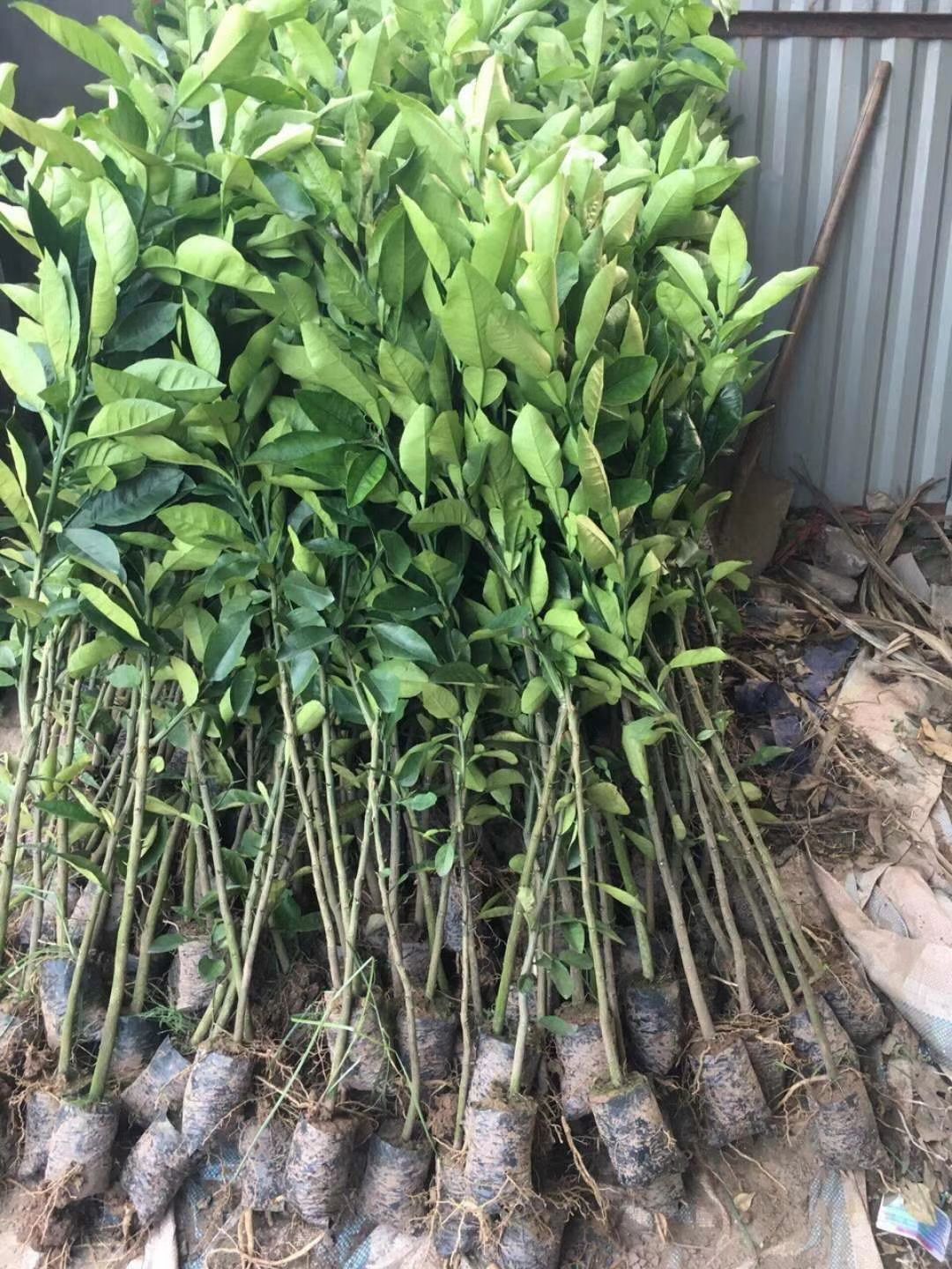 越南青皮柚子苗