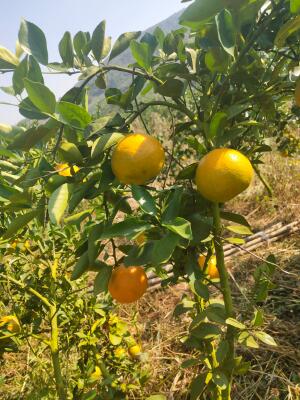 皇帝柑 5 - 5.5cm 2 - 3两