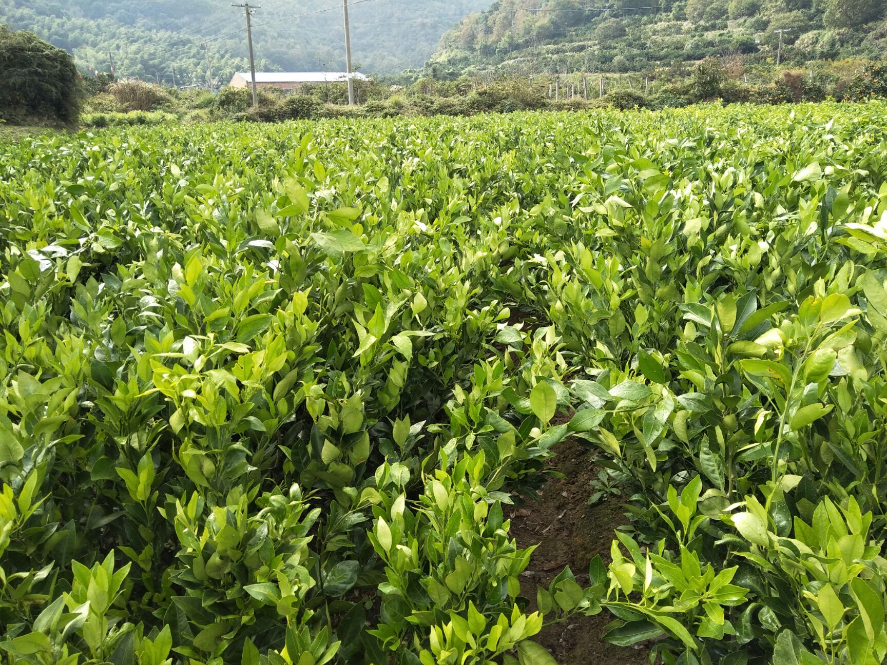象山红美人柑橘苗 嫁接苗 0.5~1米