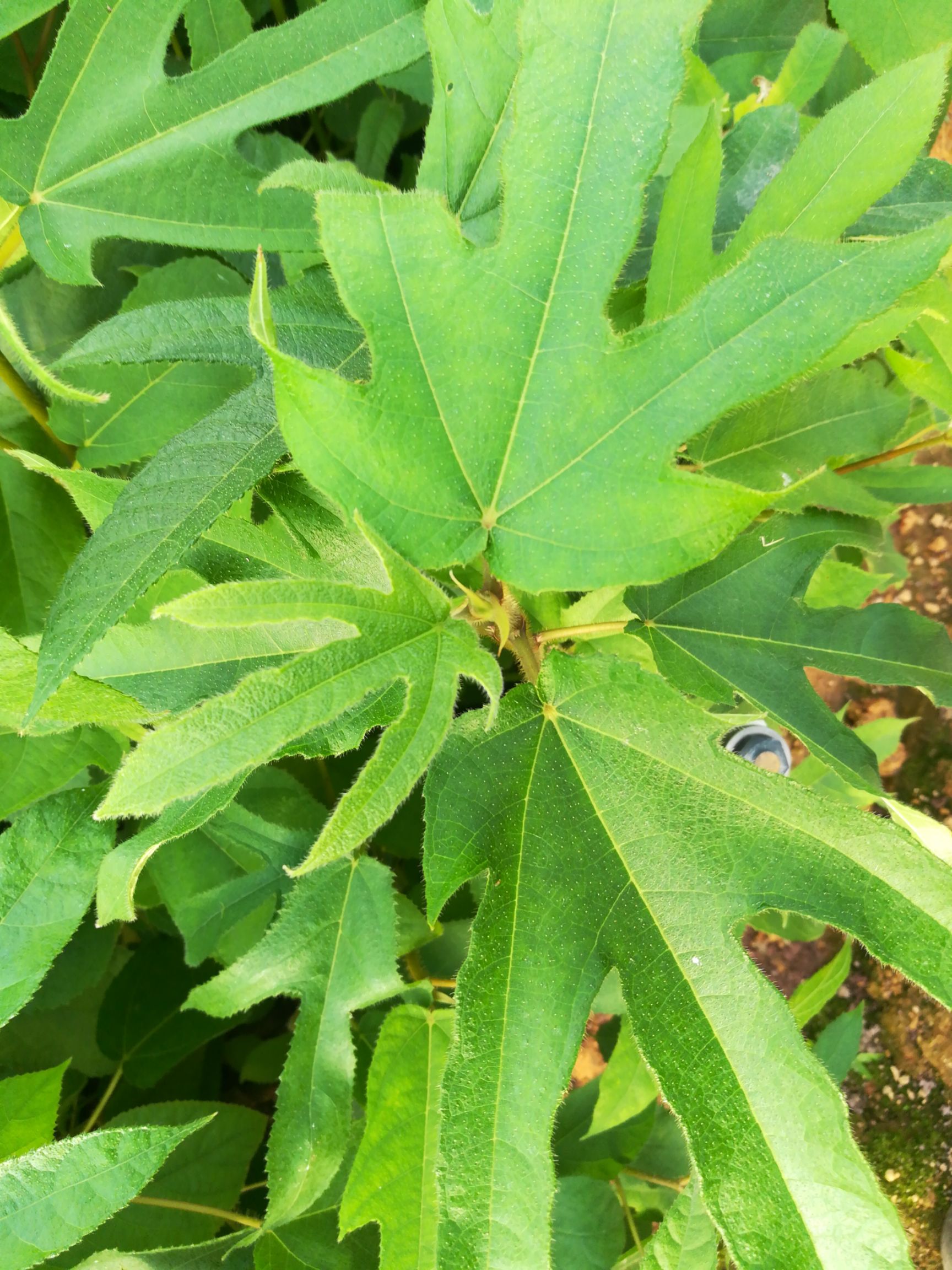 五指毛桃