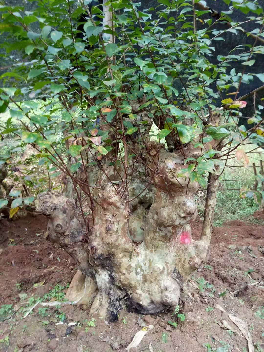 供应大厅  苗木花草  紫薇        大量白花紫薇,马灵光生熟桩,欢迎