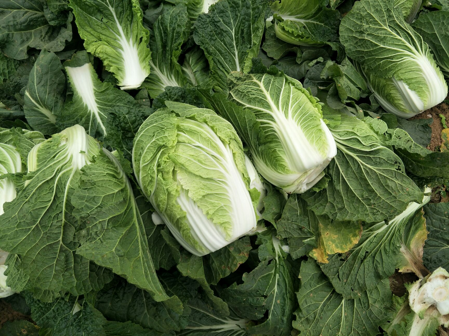 山东黄心菜大量供应,可以按客户要求加工各种包装,超市,酱菜厂