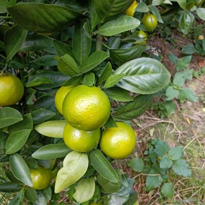 黄帝柑 5.5 - 6cm 3两以上