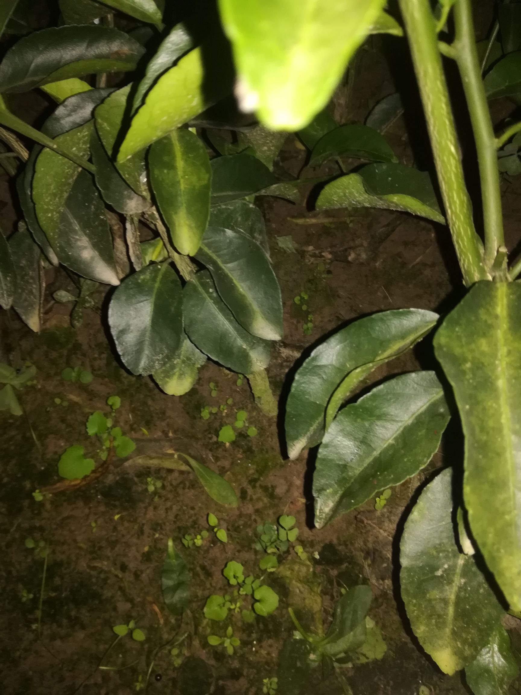 金葵沙糖桔 嫁接苗 0.5~1米