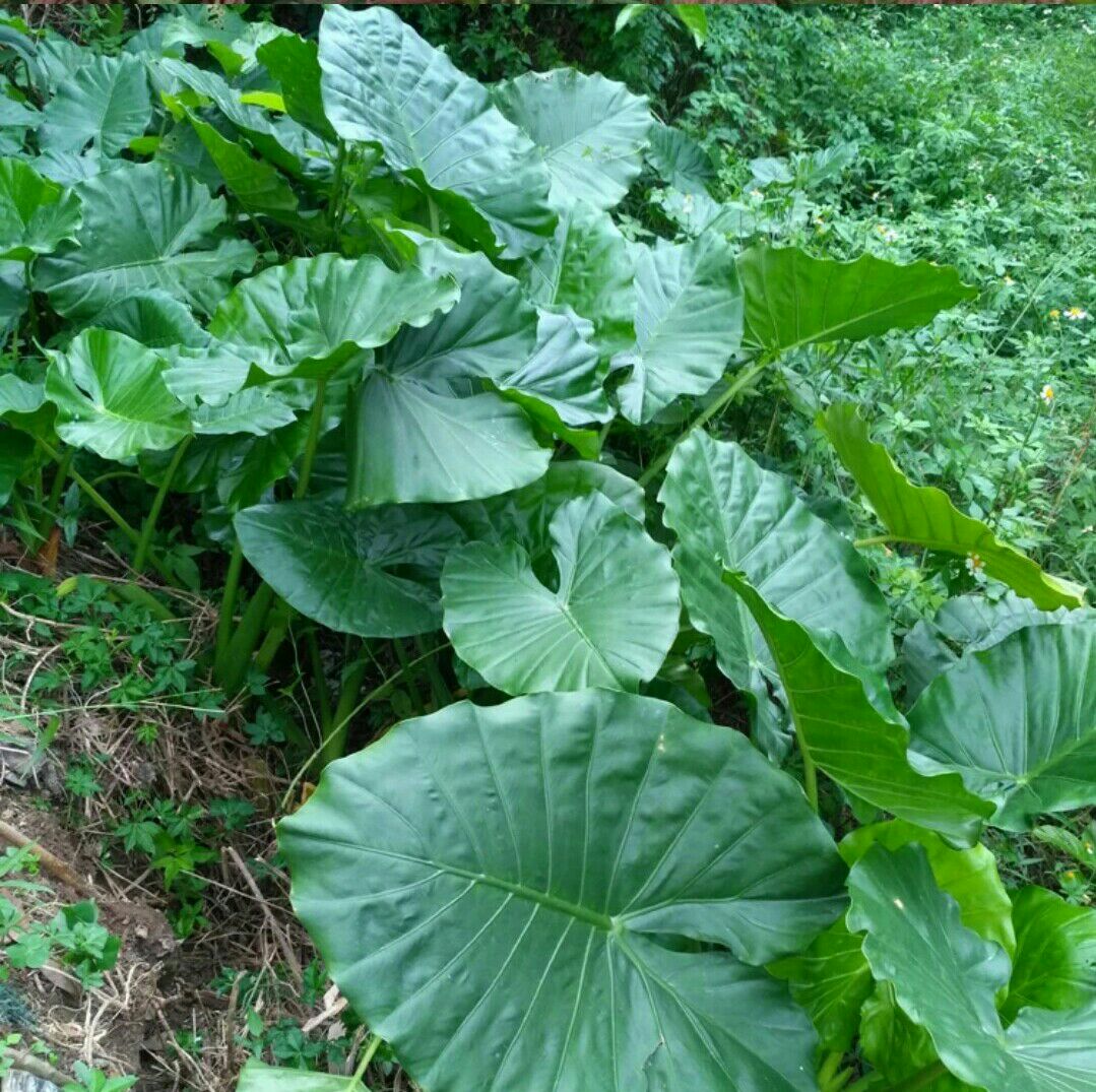 广东省韶关市翁源县滴水观音种芋