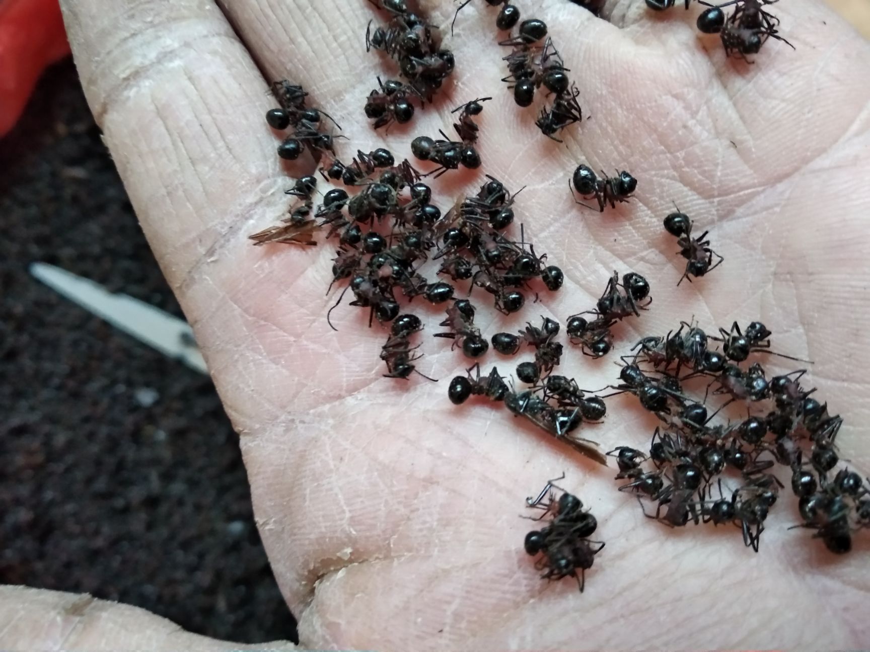 野生大黑蚂蚁,无蛋无杂质,无霉烂变质.   