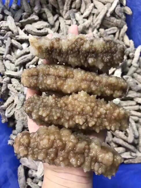 【野生海参批发】野生海参价格400元\/斤 1斤起