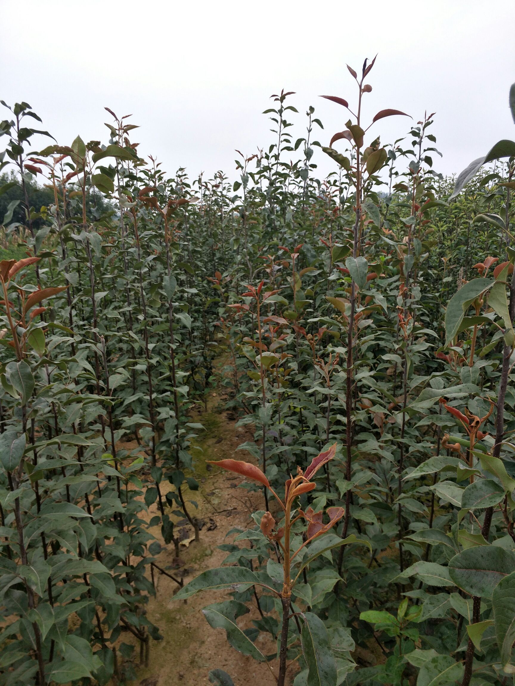 全红梨树苗 1~1.5米
