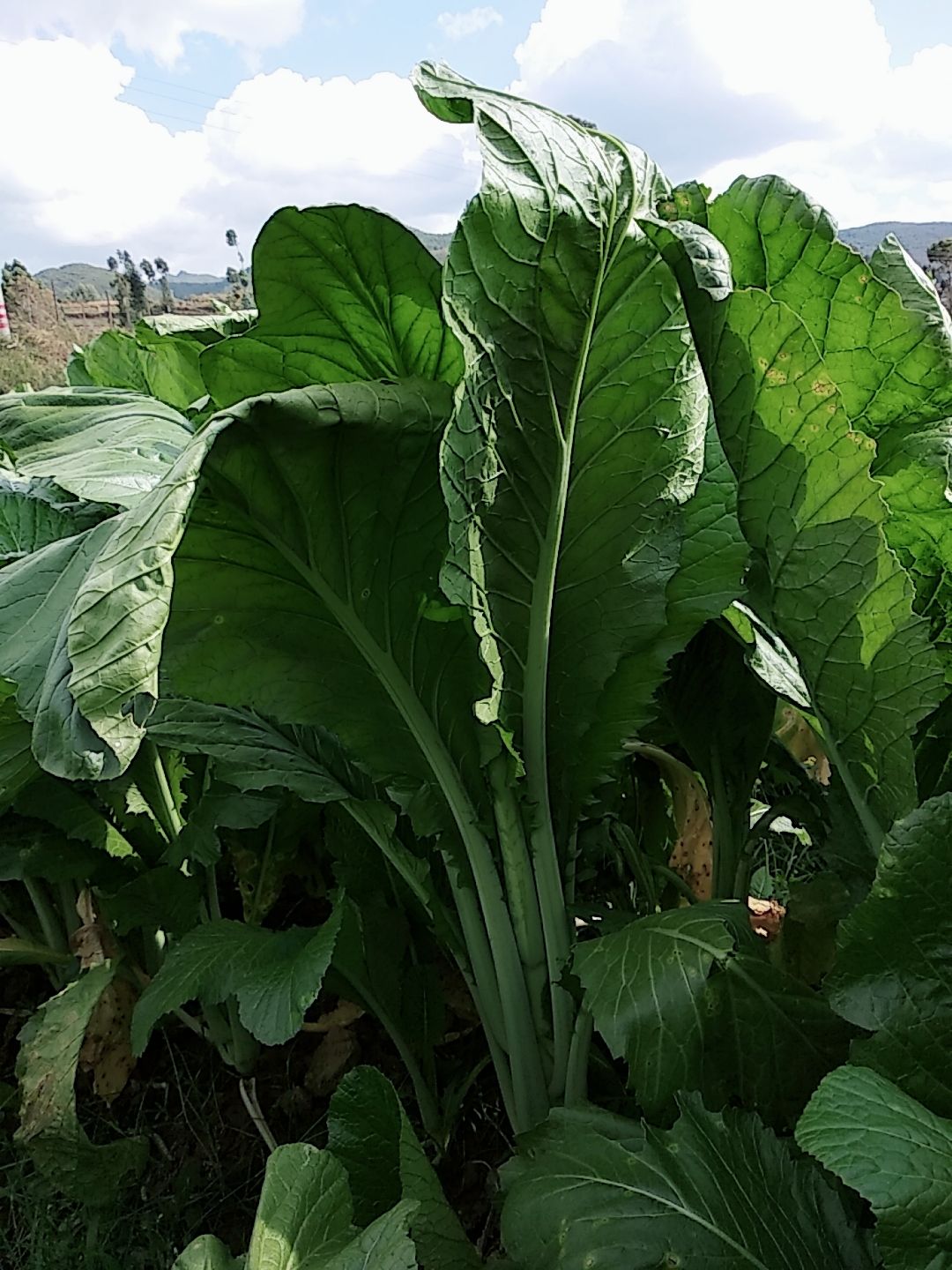 【青菜泡菜批发】青菜泡菜价格1元\/斤 50斤起