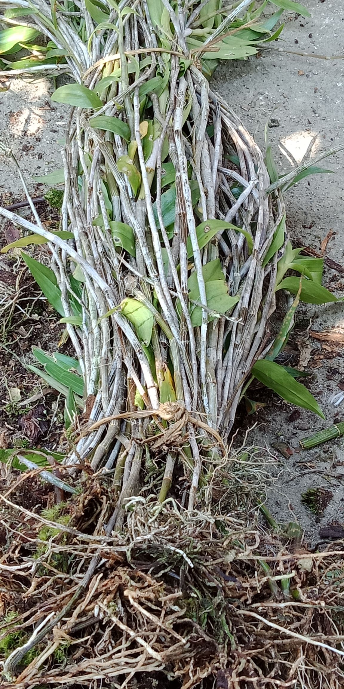 野生黄草石斛