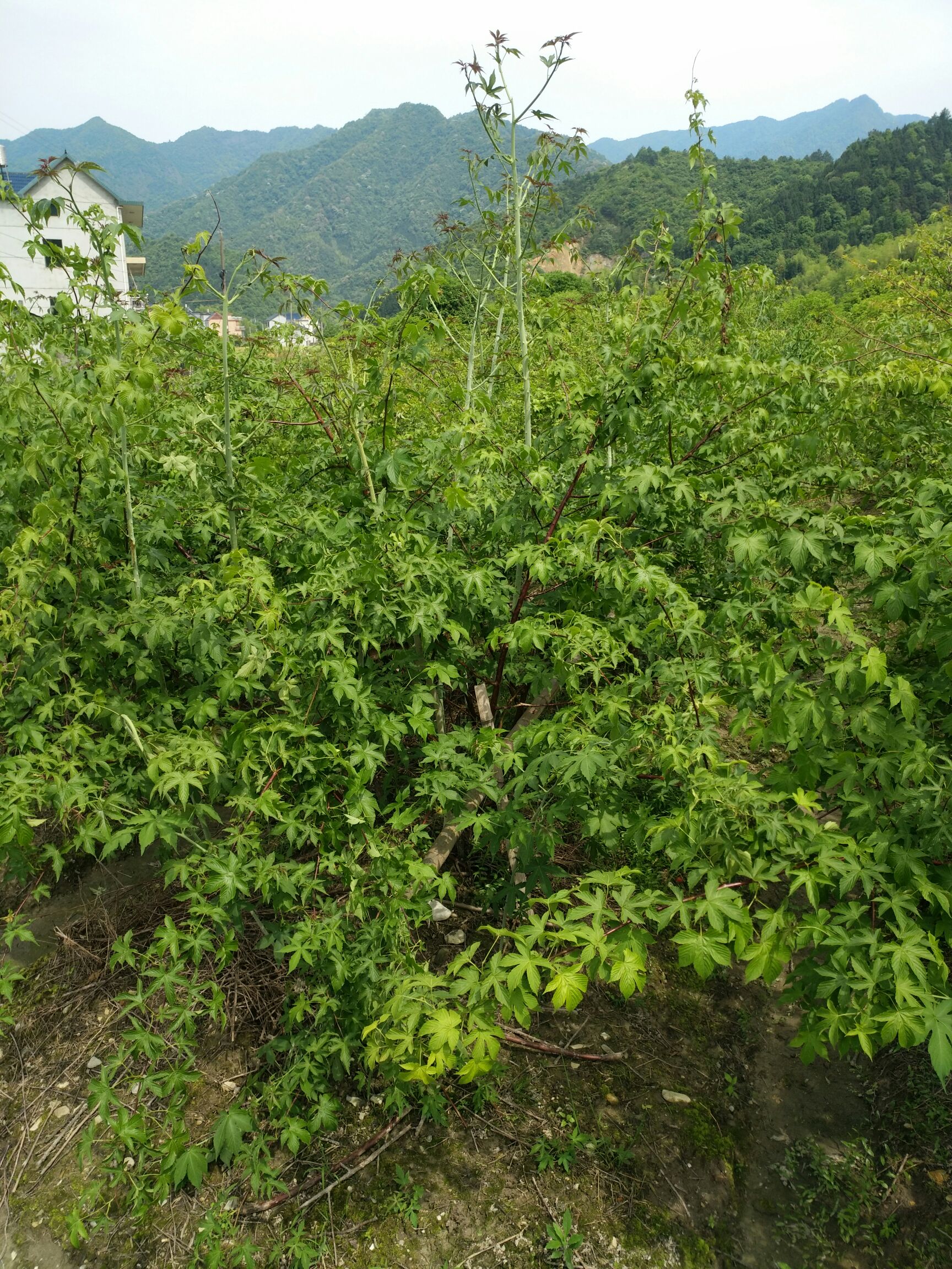掌叶覆盆子苗