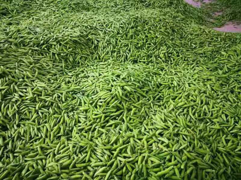 四川攀枝花市米易县白豌豆最新产地行情趋势|