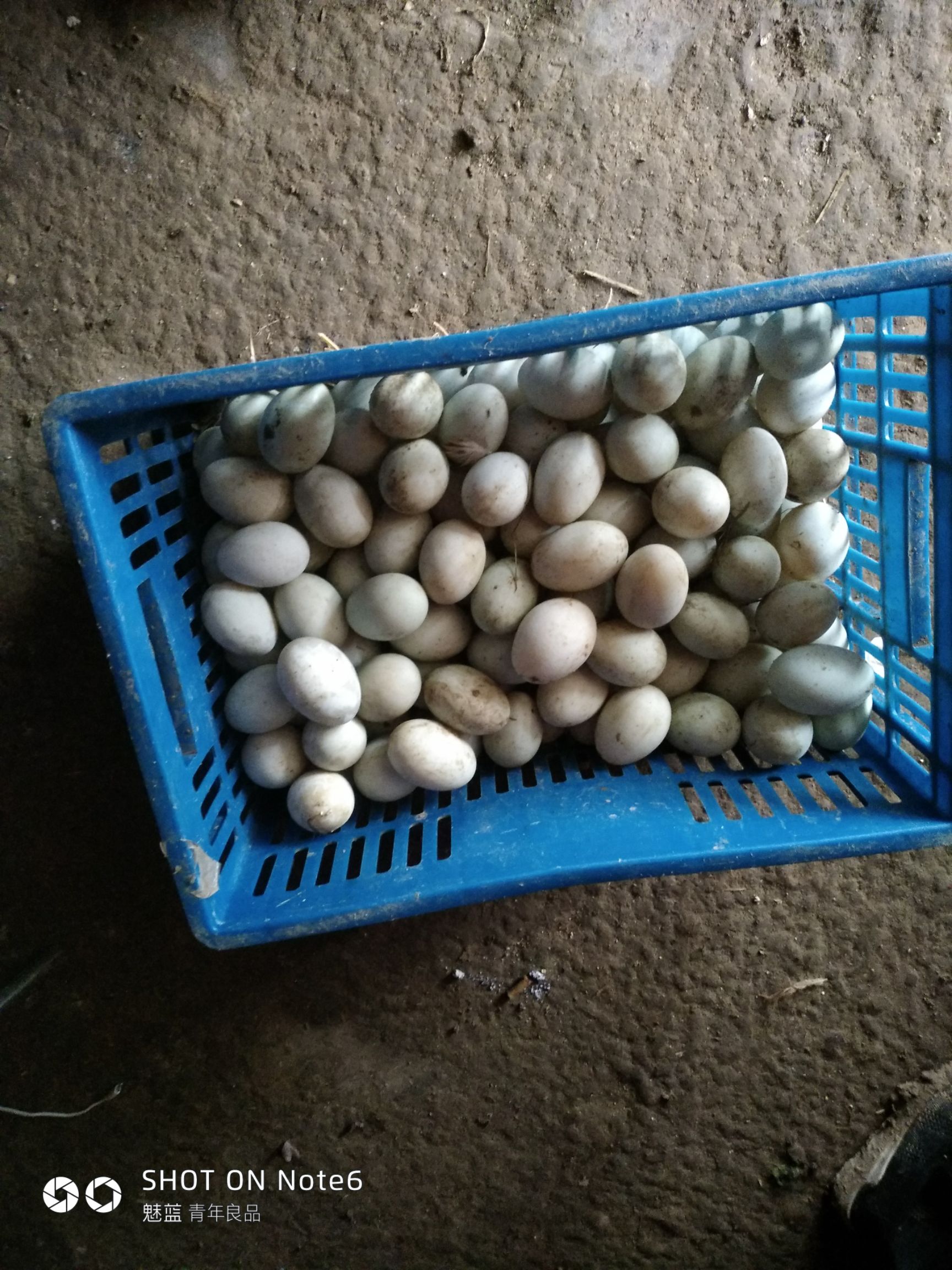 江苏无锡市江阴市青皮鸭蛋最新产地行情趋势|