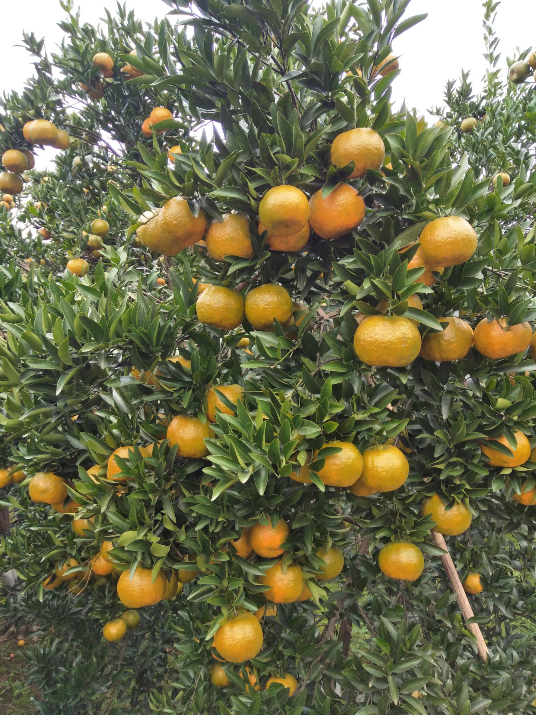 浙江衢州市衢江区椪柑最新产地行情趋势|产地