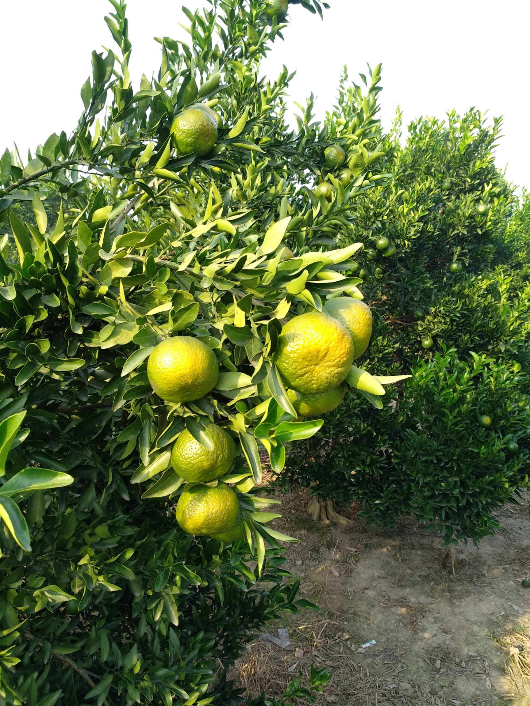 浙江衢州市衢江区椪柑最新产地行情趋势|产地