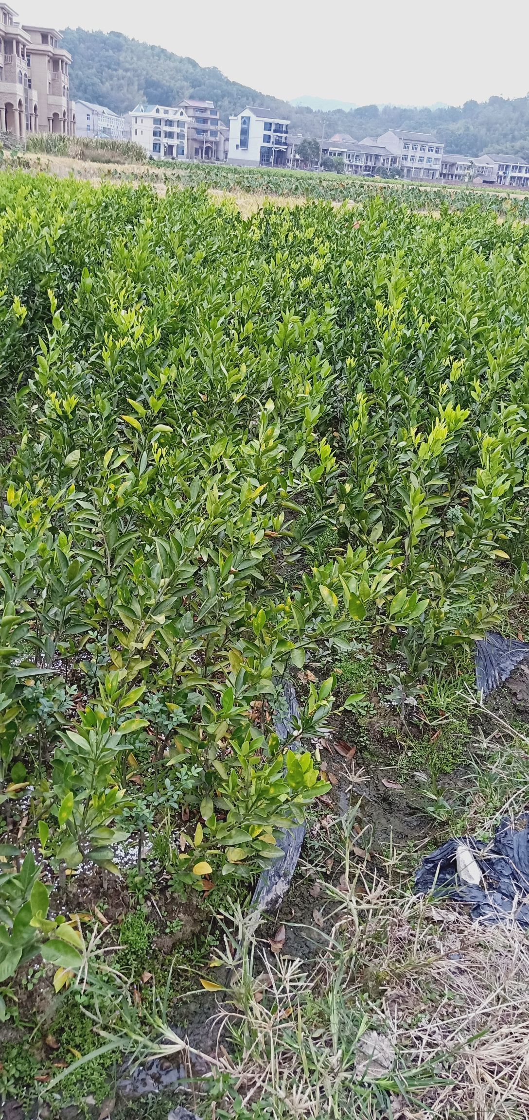 黄岩蜜桔树苗 4 - 4.5cm 1.5 - 2两