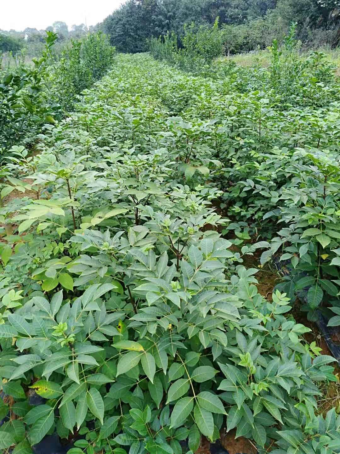 吴茱萸苗