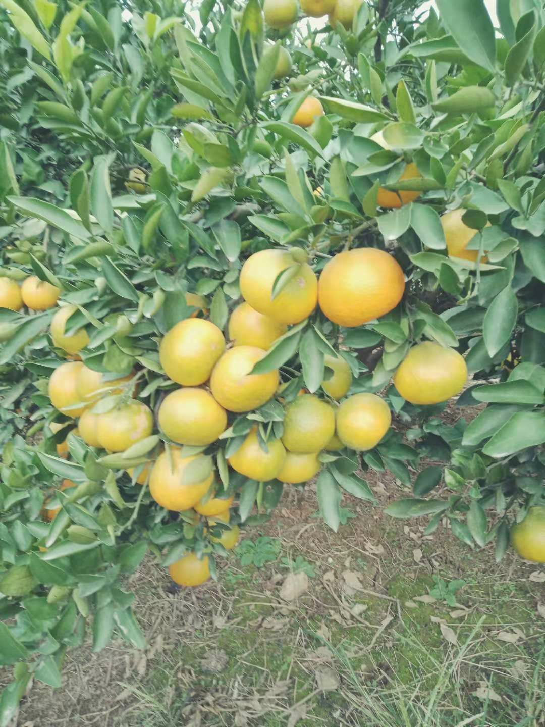 云南省玉溪市峨山彝族自治县蜜桔最新产地行情