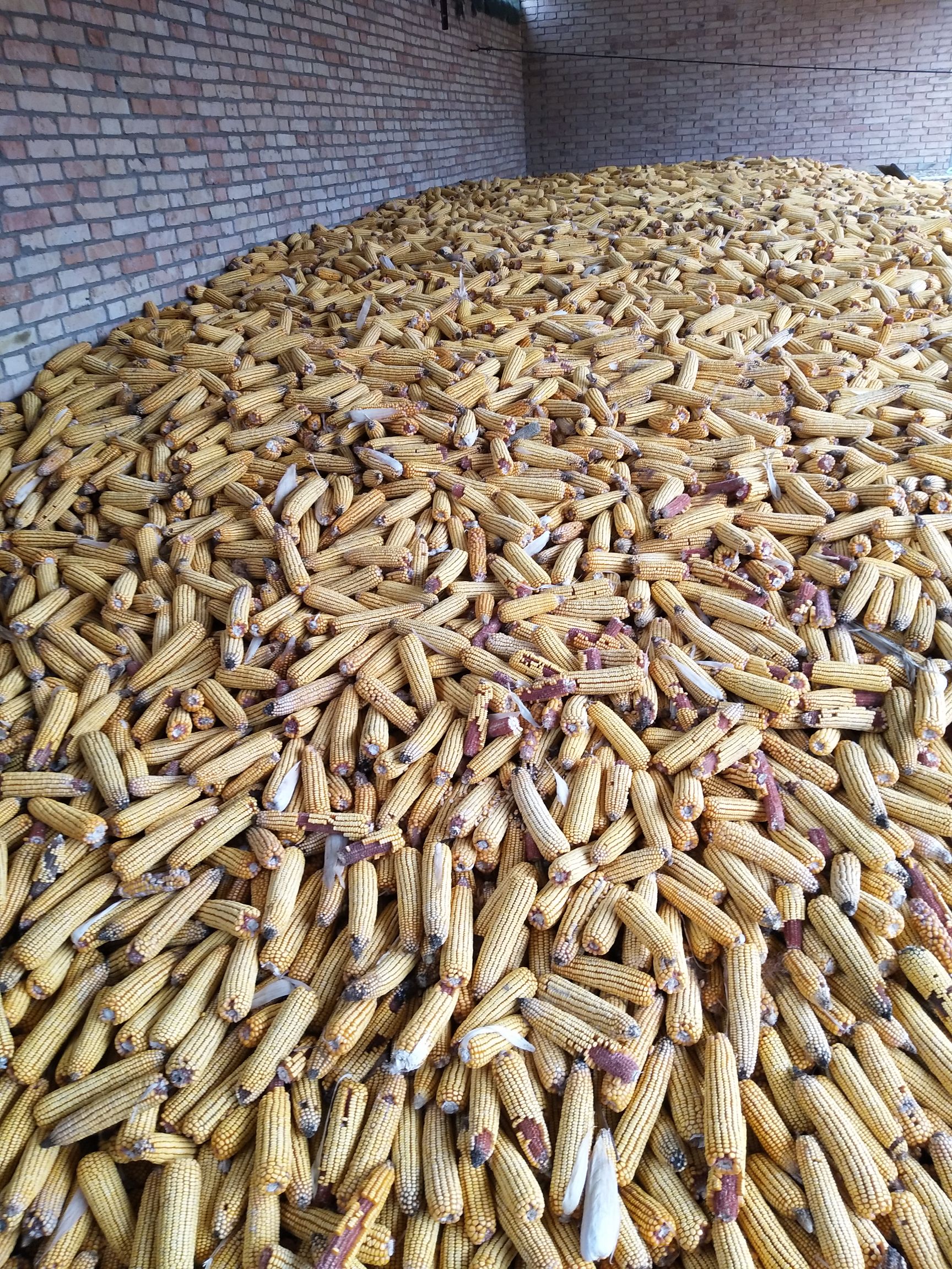 山东聊城市东阿县玉米干粮最新产地行情趋势|