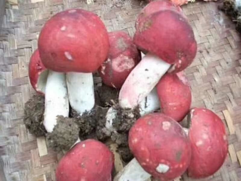 广西容县自良野生红菇红菌