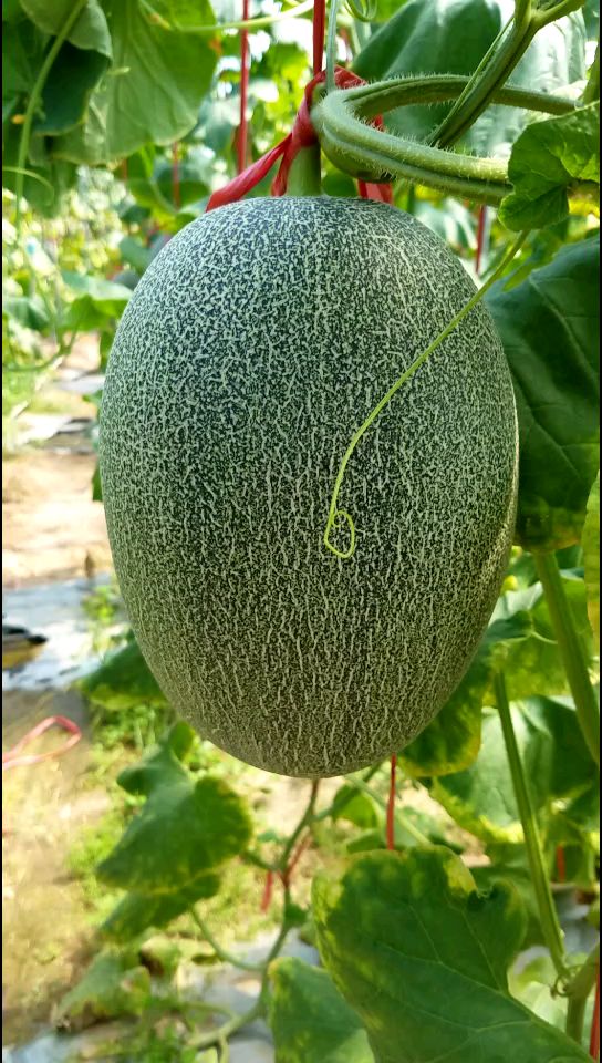 哈密瓜价格_哈密瓜行情走势_哈密瓜批发价格查询