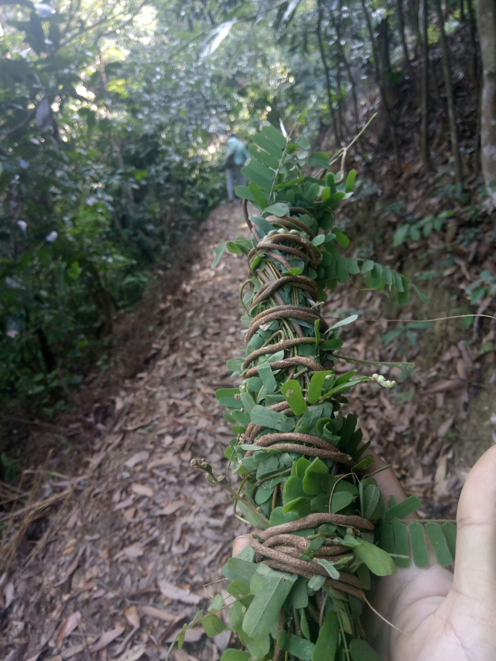 野生鸡骨草