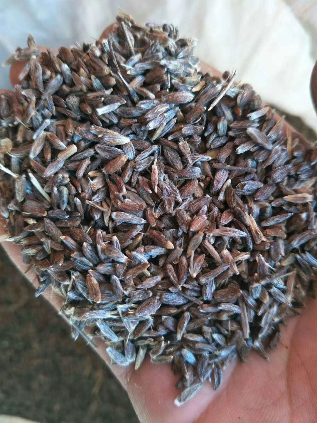 苍术种子