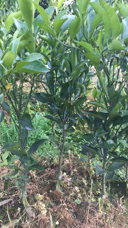 春见柑桔苗 嫁接苗 0.5~1米