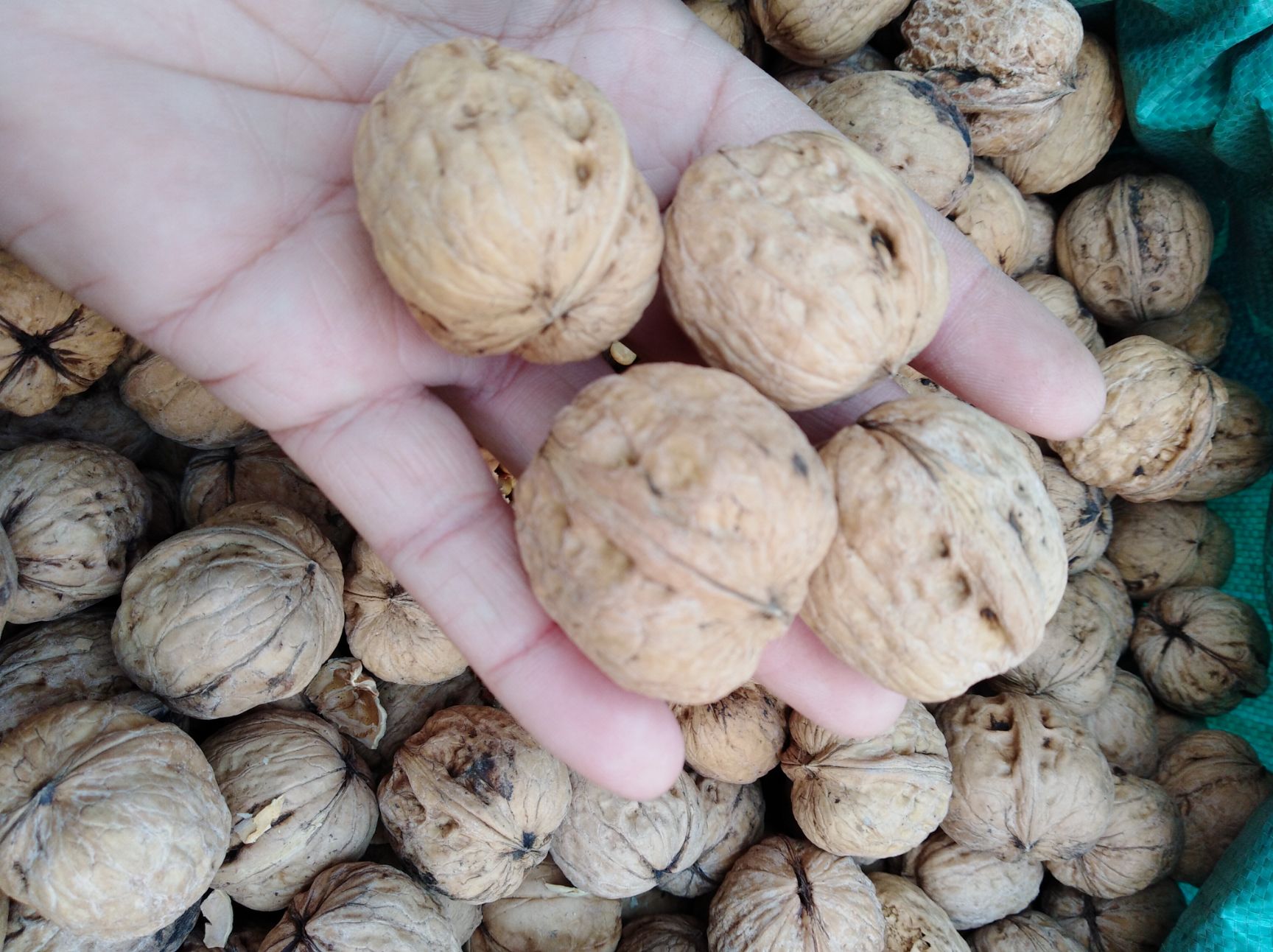 【辽一批发】辽一价格7.5元\/斤 500斤起批