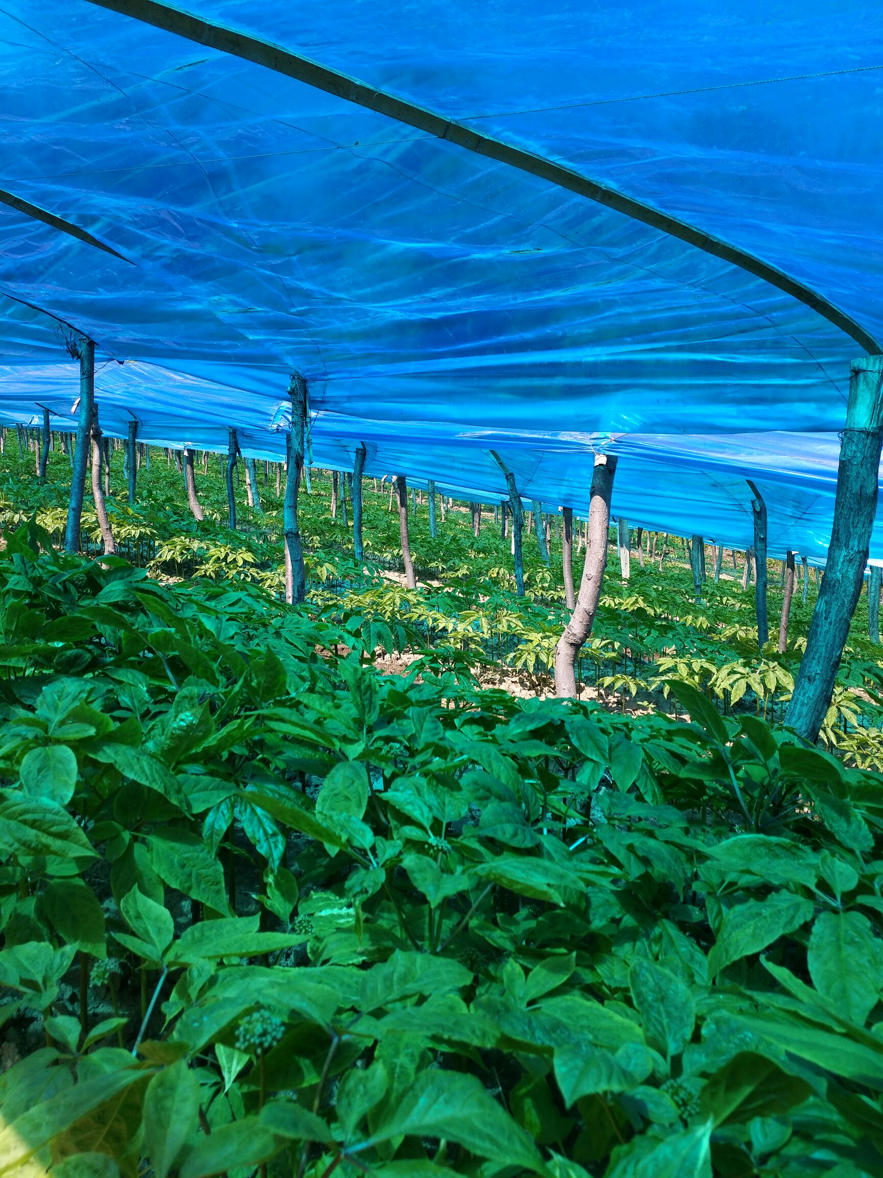 【西洋参花批发】西洋参花价格80元\/斤 1斤起