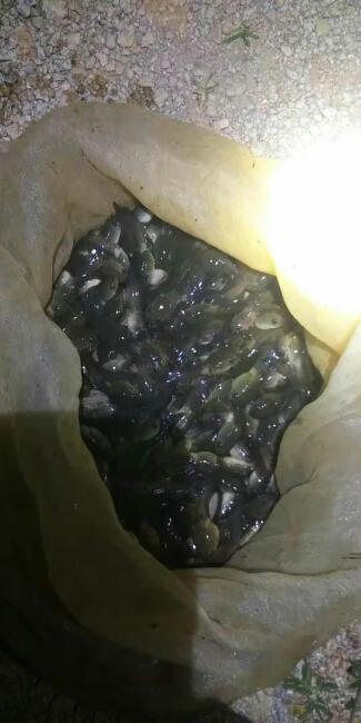 【牛蛙蝌蚪批发】牛蛙蝌蚪价格0.2元\/尾 500000尾起批