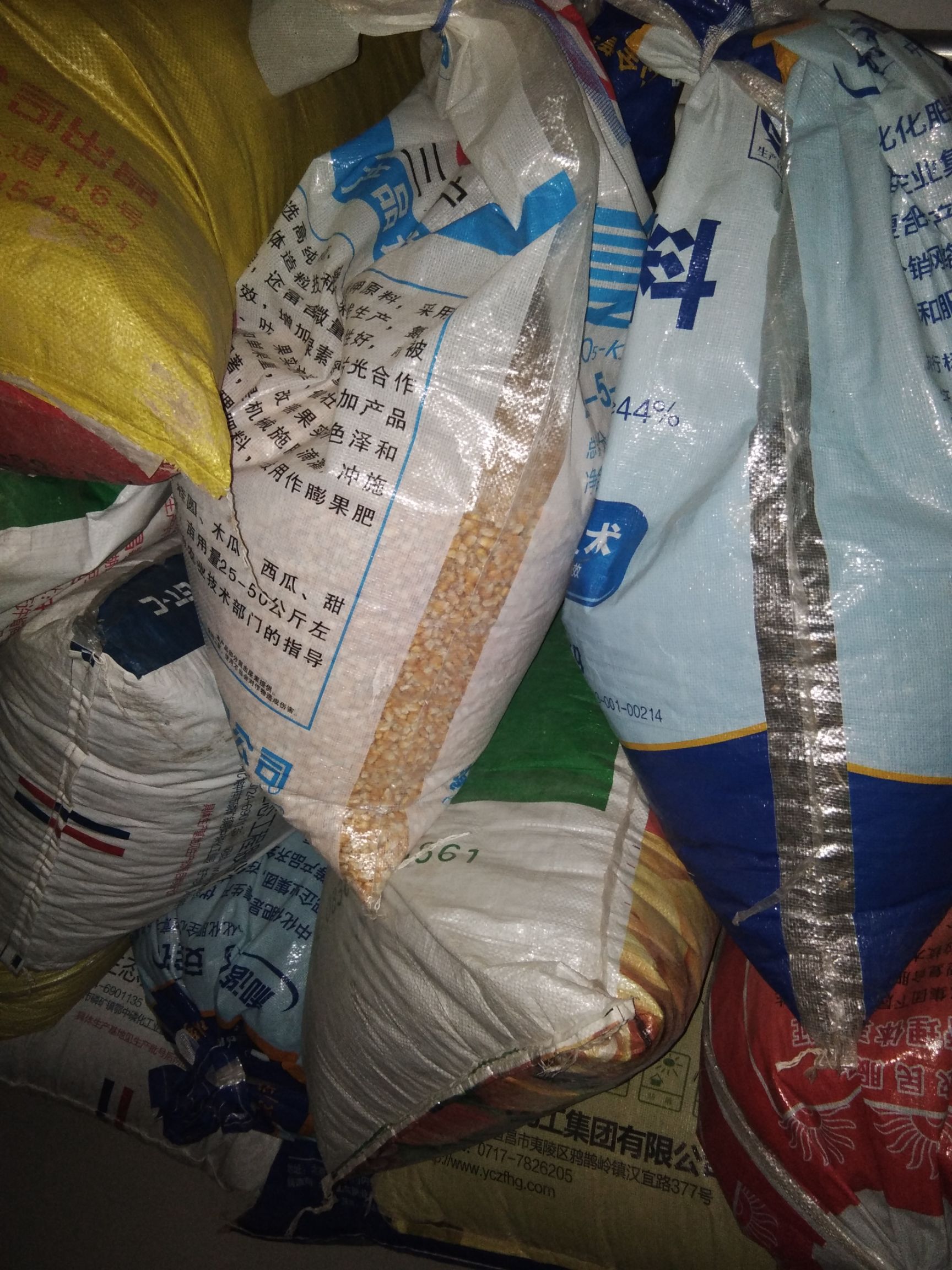 【油葵批发】油葵价格2.3元\/斤 200斤起批