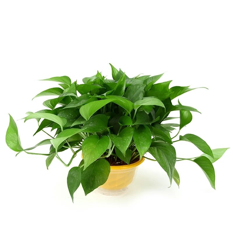 绿萝盆栽植物花卉水培吊兰观花室内吸甲醛净化空气大绿箩懒人