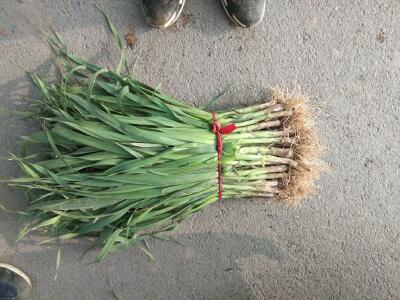 蒜苗价格_蒜苗行情走势_蒜苗批发价格查询