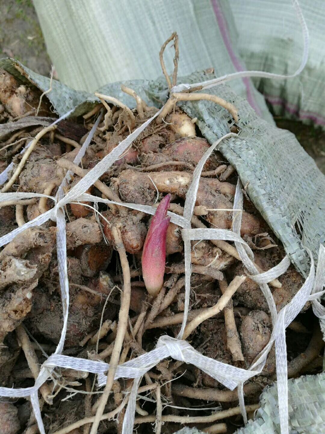 阳荷