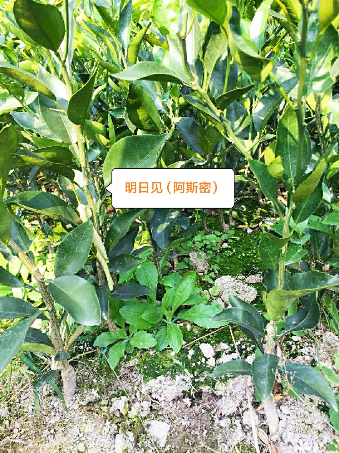 福建漳州市平和县明日见柑橘苗最新产地行情趋
